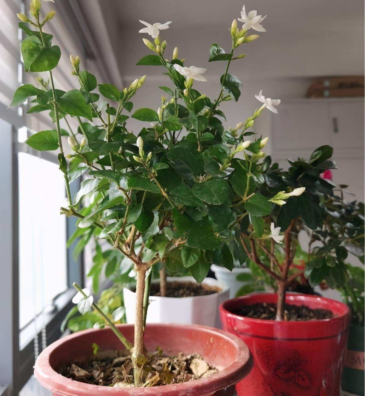 什么花能起到除甲醛的作用？