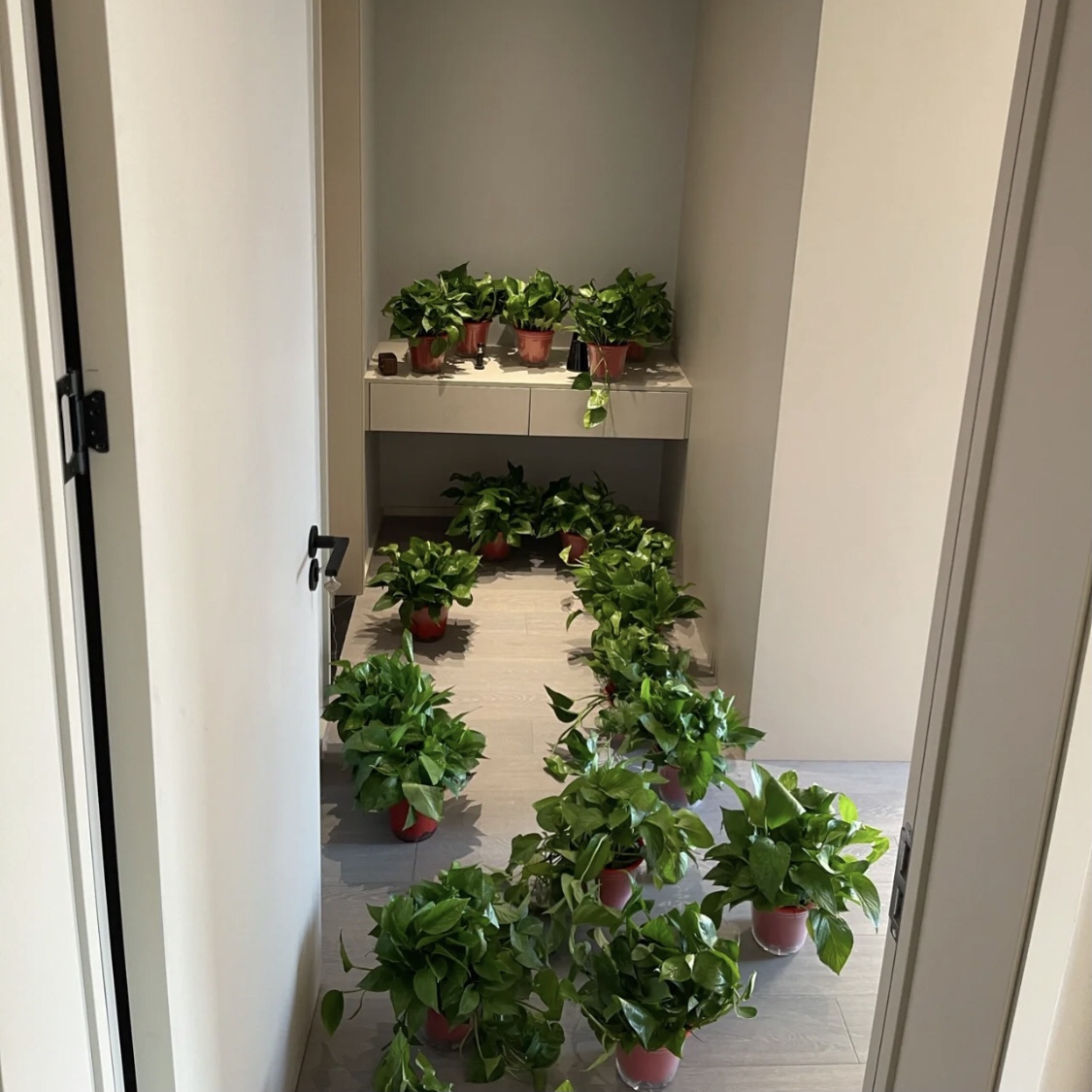 凈化空氣吸甲醛最好的植物有哪些？