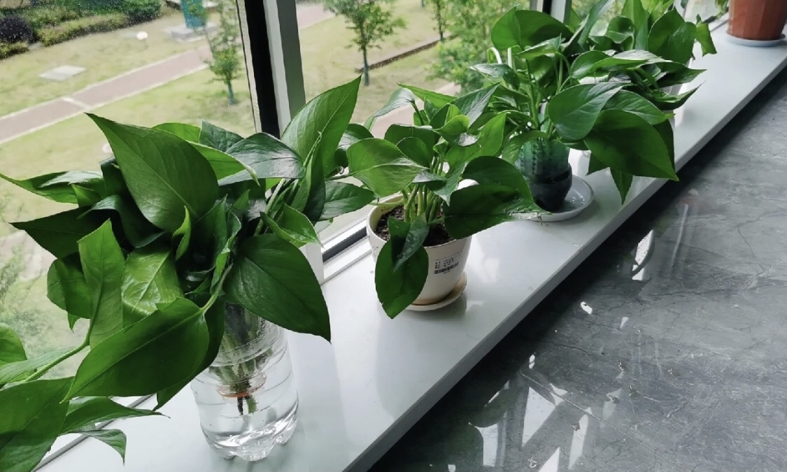 綠植吸甲醛