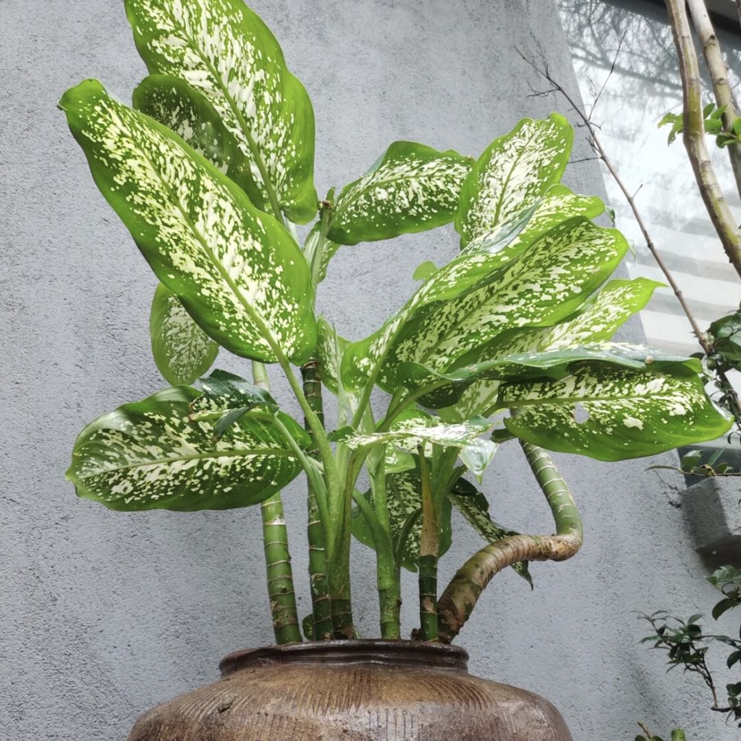 花葉萬年青