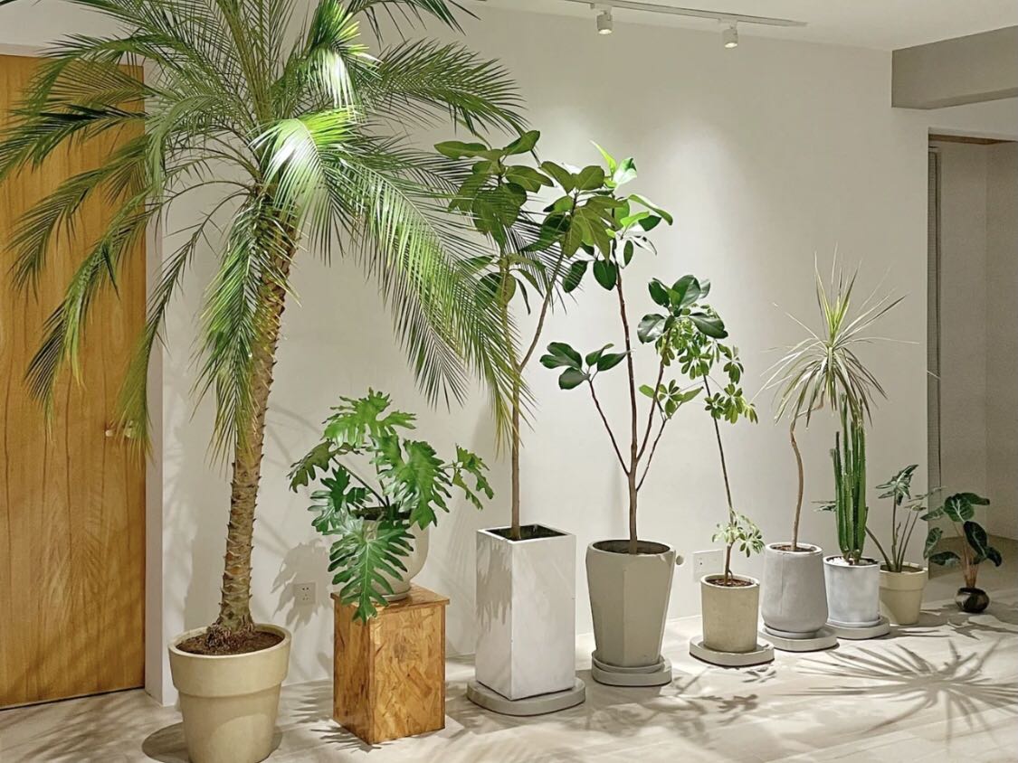 綠植法