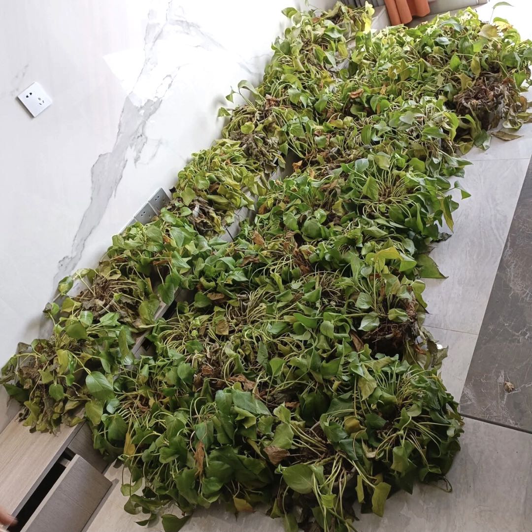 植物會干枯死亡