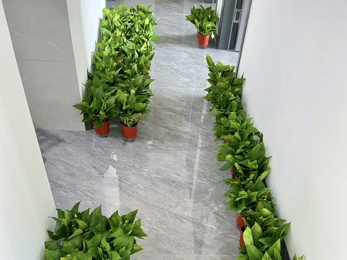 綠蘿可以進行除醛